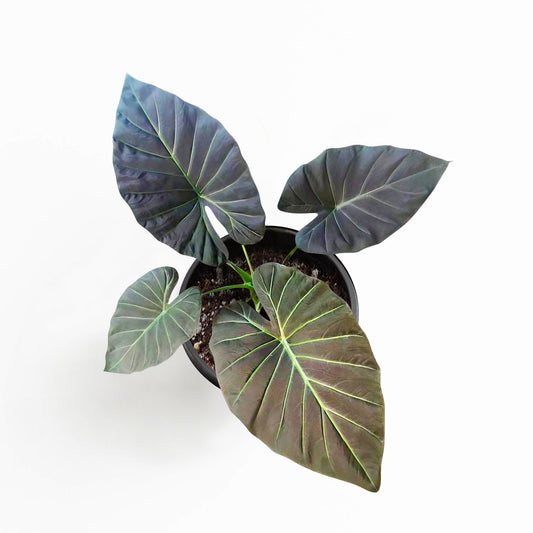 Alocasia Regal Shields