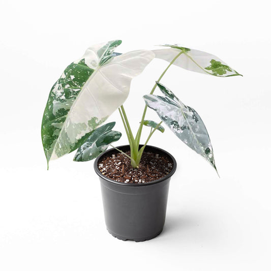 Alocasia Frydek Variegated