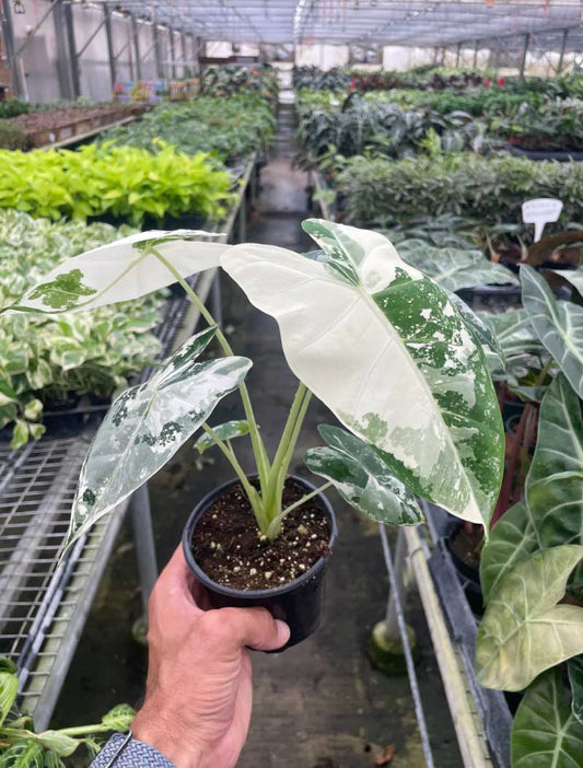 Alocasia Frydek Variegated