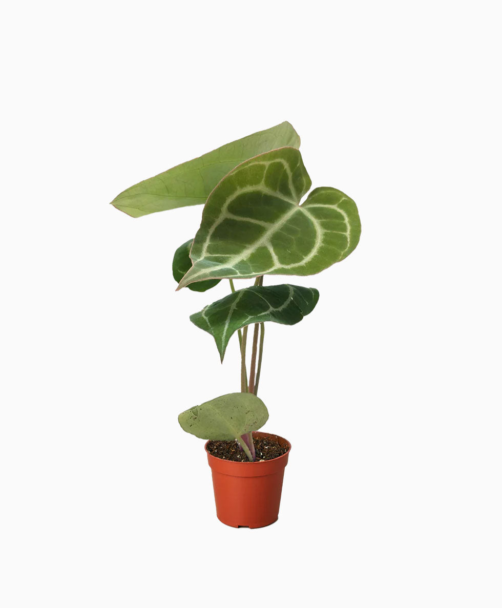 Anthurium Crystallinum For Sale