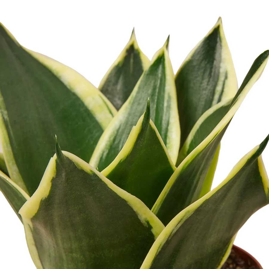 Buy Black Gold Snake Plant