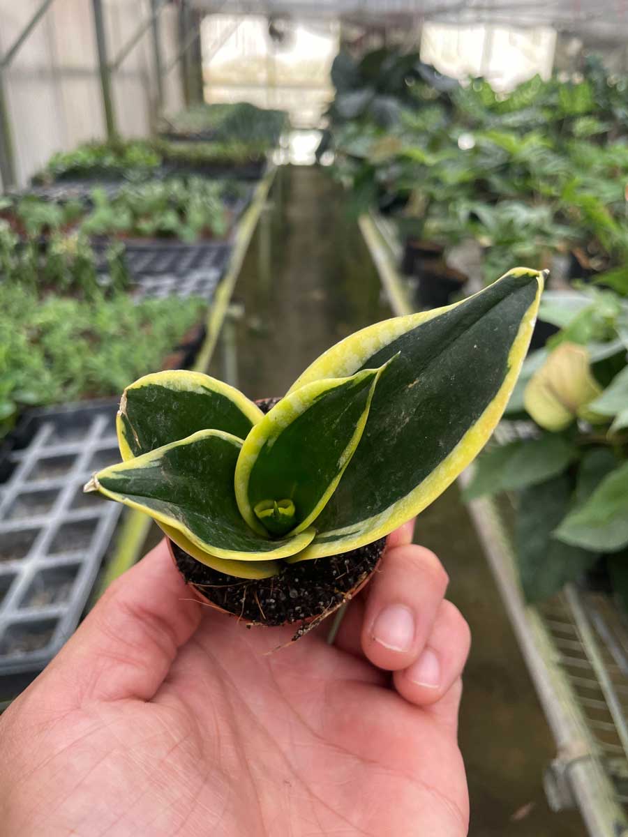 Buy Black Gold Snake Plant Online