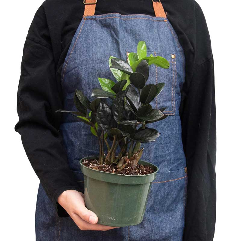 Buy Black Queen ZZ Plant Online