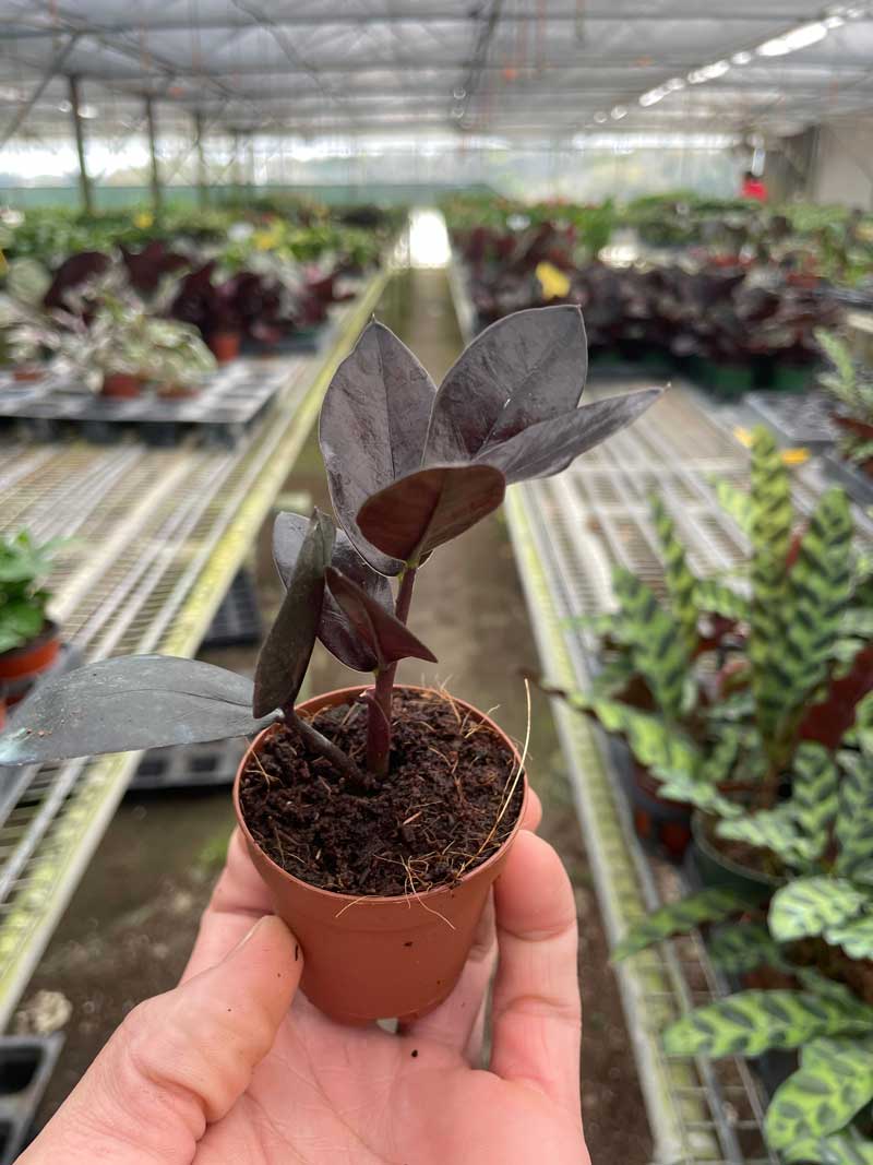 Black Queen ZZ Plant For Sale