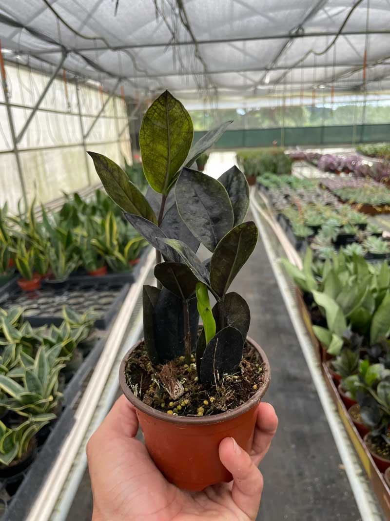 Buy Black Queen ZZ Plant