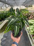 Large Syngonium Black Velvet