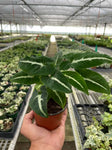 Buy Syngonium Black Velvet