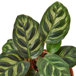 Buy Calathea Makoyana