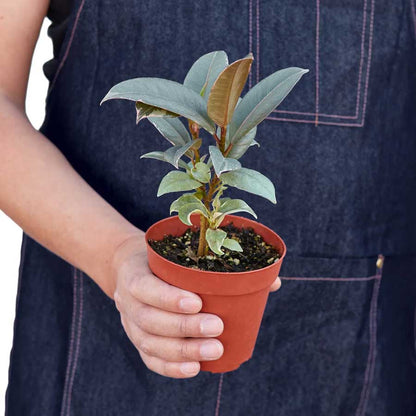 Buy Ficus Elastica Tineke Online