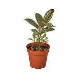 Buy Ficus Elastica Tineke