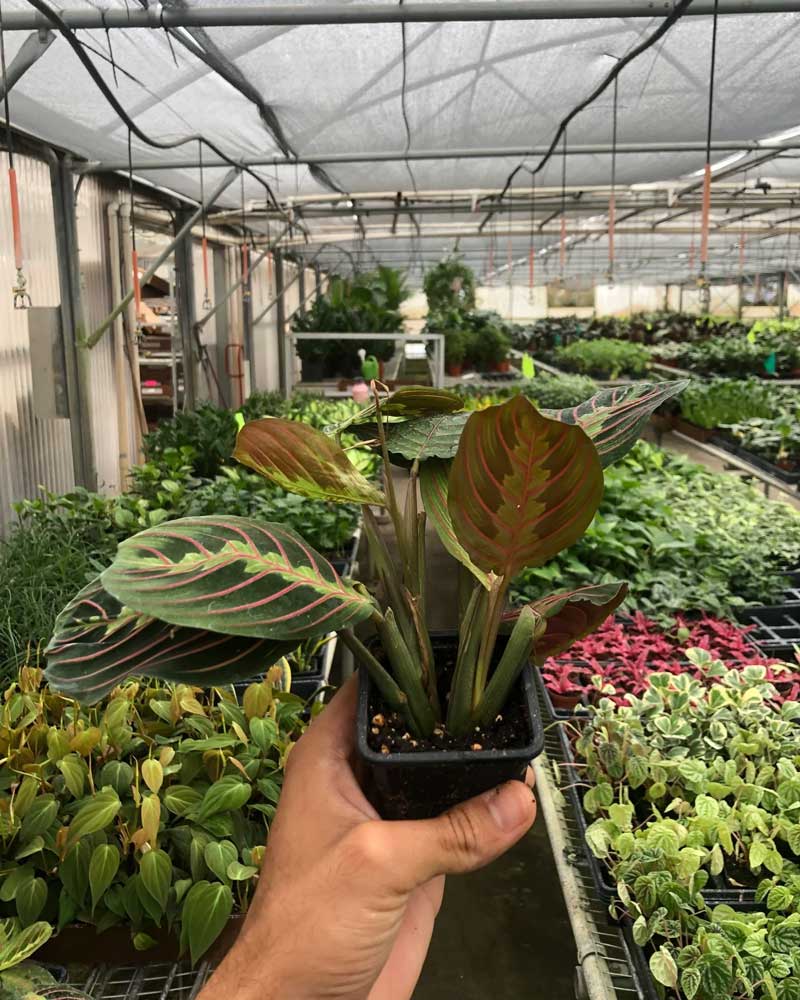 Buy Maranta Red Prayer