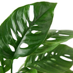 Buy Monstera Adansonii