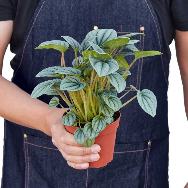 Buy Peperomia Frost