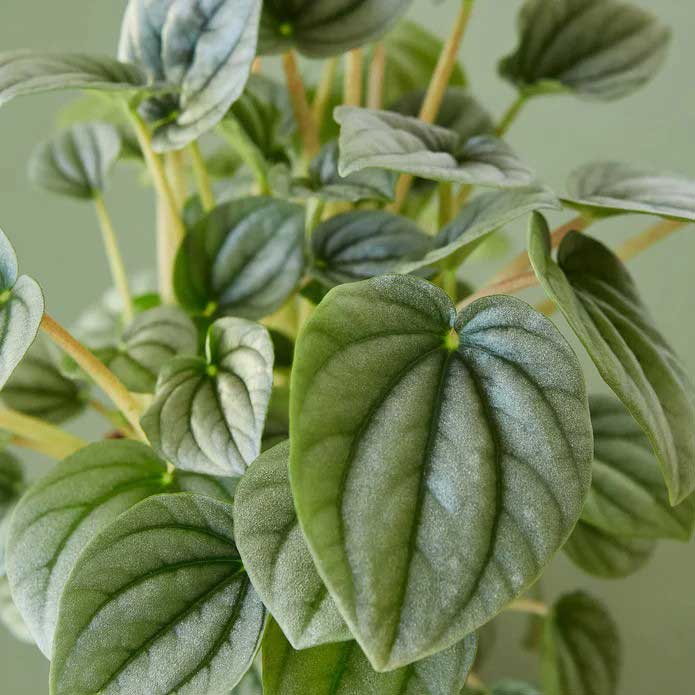 Buy Peperomia Frost online