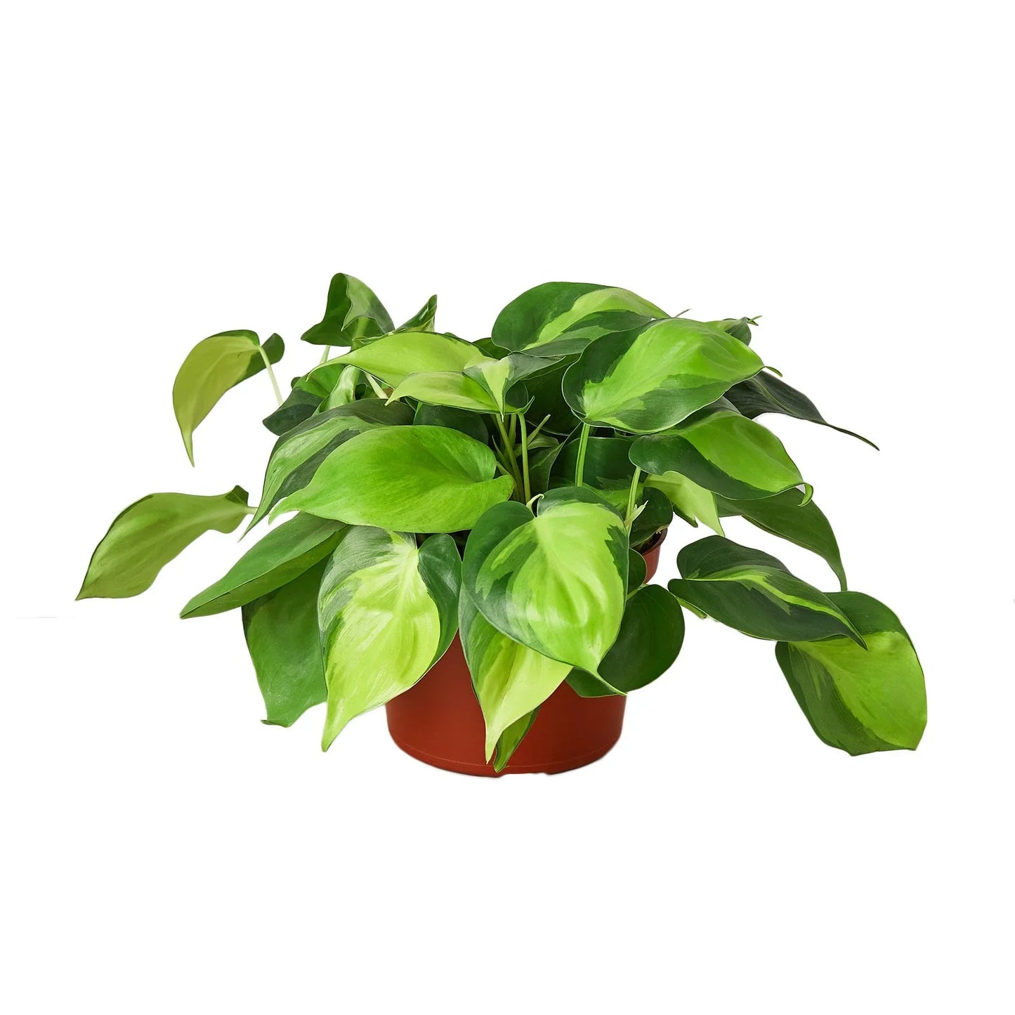 Buy Philodendron Brasil