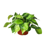 Buy Philodendron Brasil