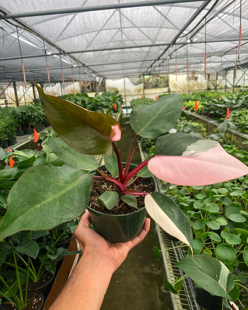 Buy Pink Princess Philodendron