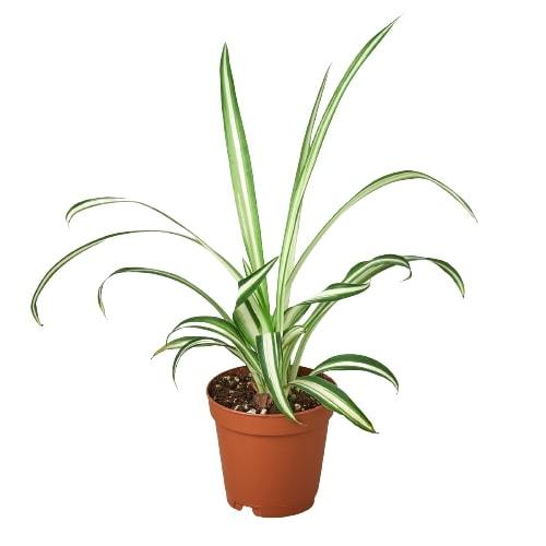 Buy Reverse Spider Plant