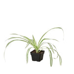 Buy Reverse Spider Plant Online