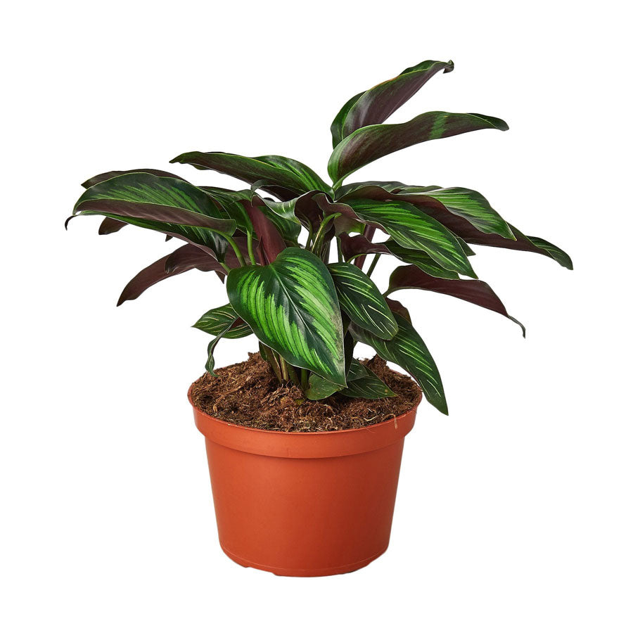 Buy Calathea Beauty Star