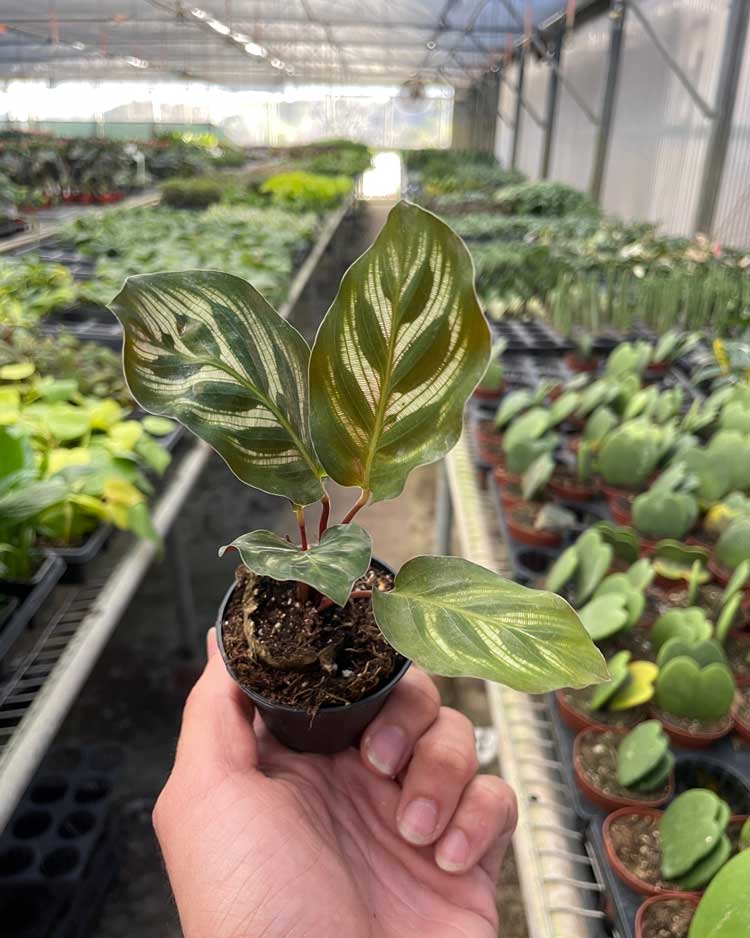 Calathea Makoyana For Sale