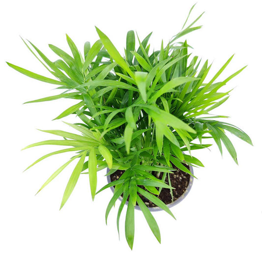 Chamaedorea Elegans