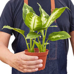 Dieffenbachia Camille For Sale