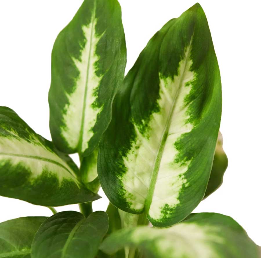 Buy Dieffenbachia Camille