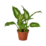 Buy Dieffenbachia Camille Online