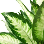 Dieffenbachia Camille