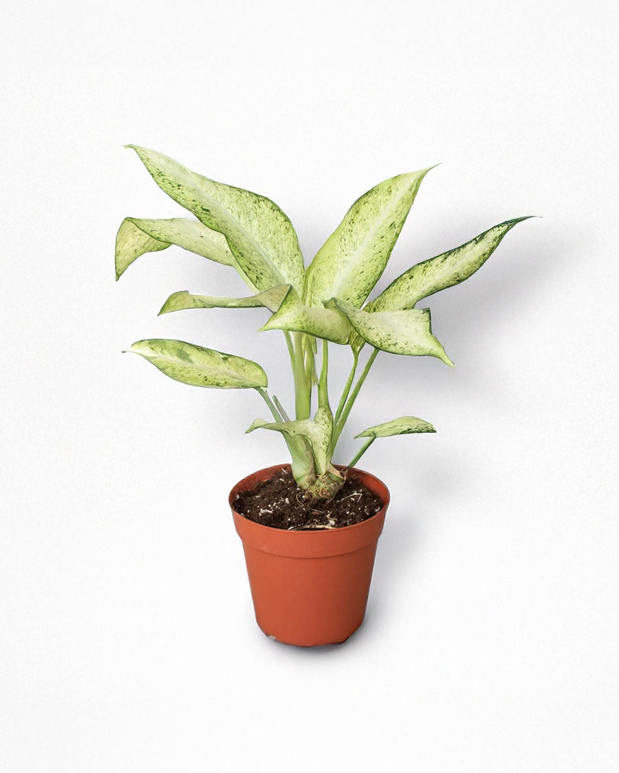 Dieffenbachia Camouflage For Sale