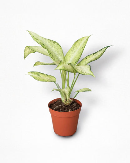 Dieffenbachia Camouflage For Sale