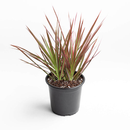 Dracaena Colorama