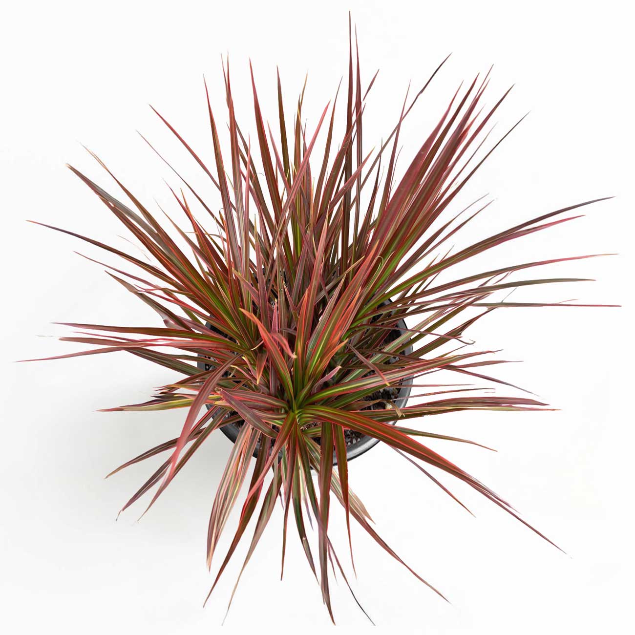 Dracaena Colorama Plant