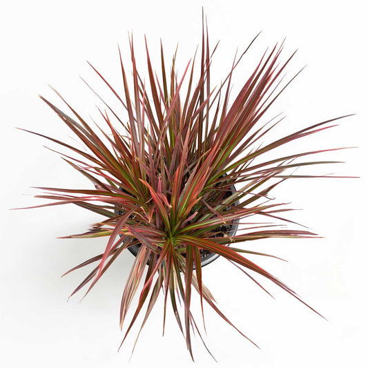 Dracaena Colorama Plant