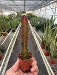 Euphorbia Trigona Rubra For Sale