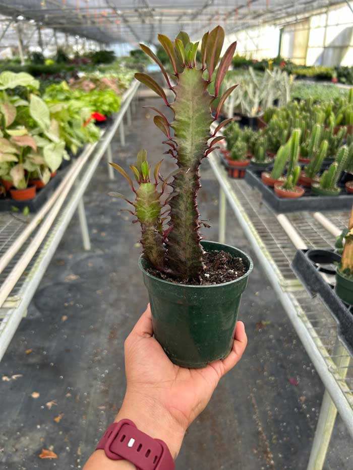 Euphorbia Trigona Rubra Succulent