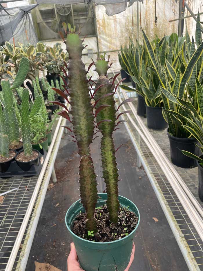 Euphorbia Trigona Rubra Succulent For Sale