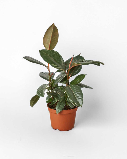 Ficus Elastica Tineke