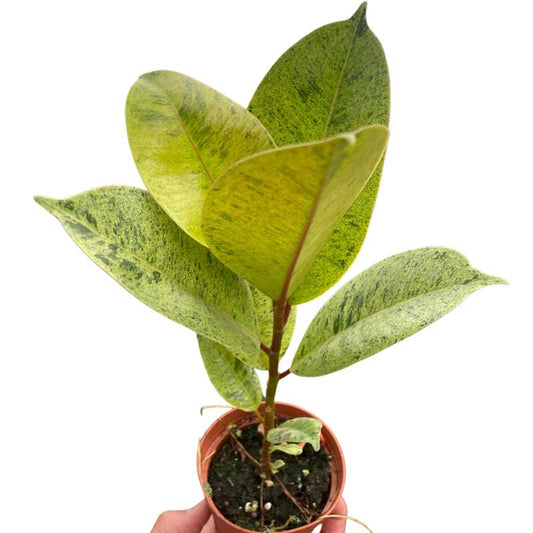 Ficus Shivereana