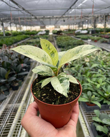 Ficus Shivereana For Sale