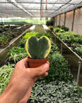 Hoya Variegated