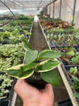Hoya Carnosa Tricolor