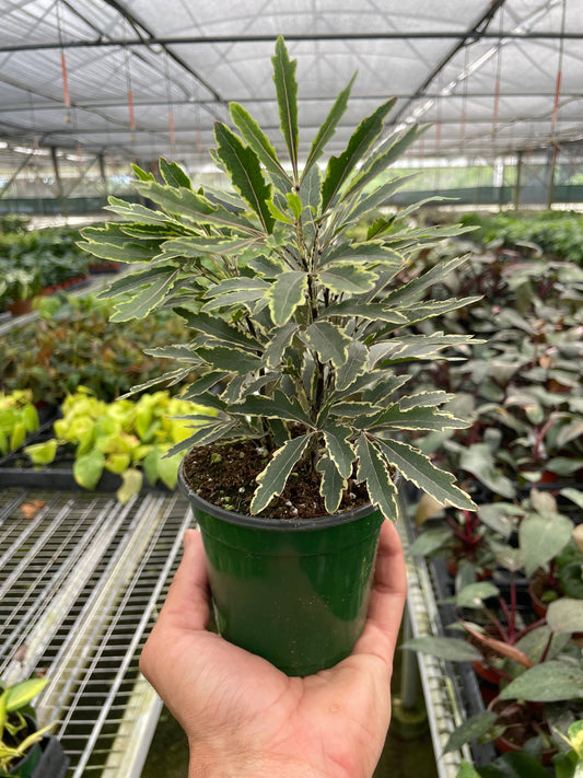 False Aralia Variegated