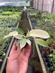 Philodendron Florida Ghost