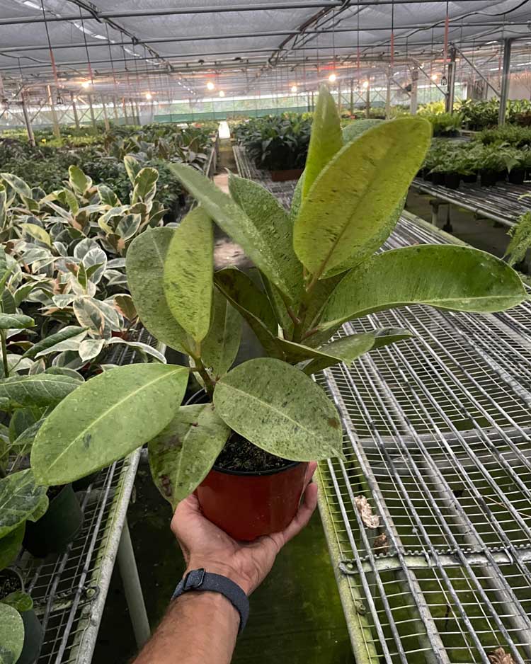 Large Ficus Shivereana