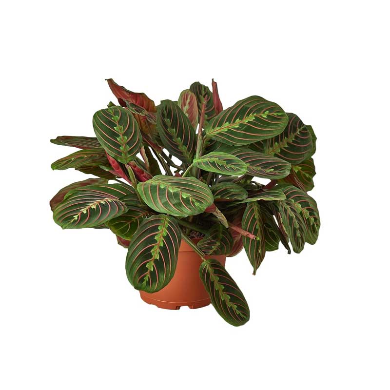 Large Maranta Red Prayer