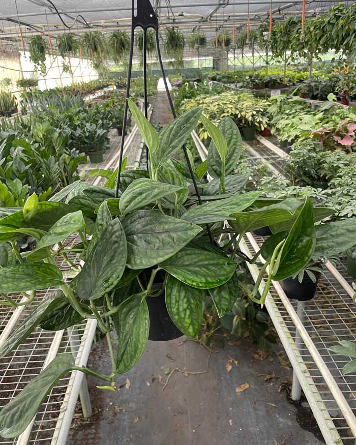 Large Monstera Peru