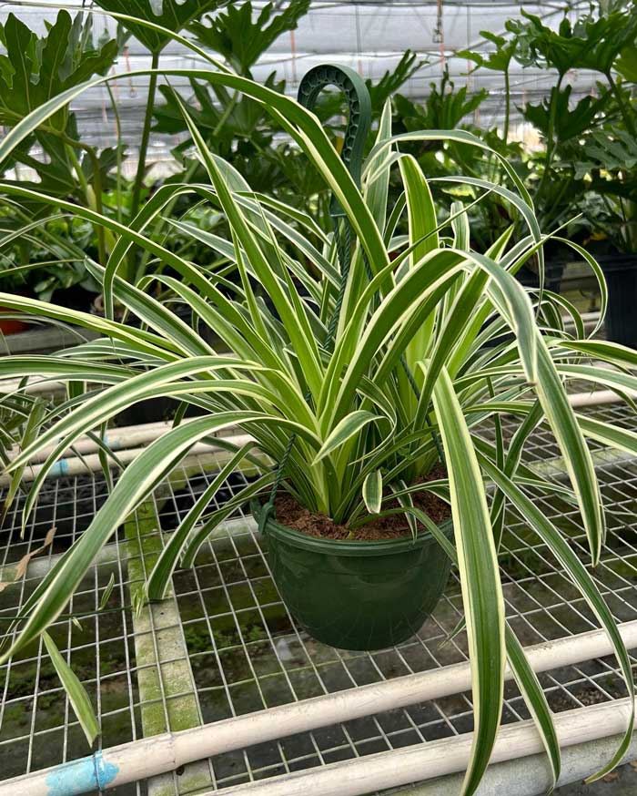 Large Reverse Spider Plant