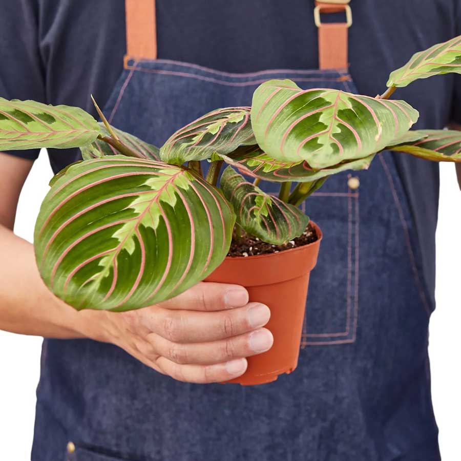 Maranta Red Prayer Plant For Sale